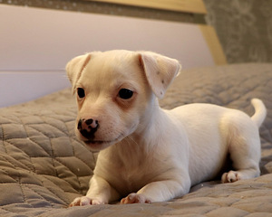 Jack Russell Terjeri kutsikas (3 foto / 4)
