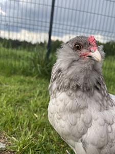 Ameraucana kuked tasuta (1 foto / 6)