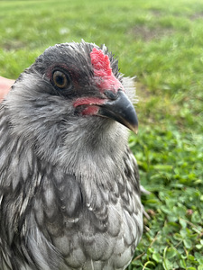 Ameraucana kuked tasuta (5 foto / 6)