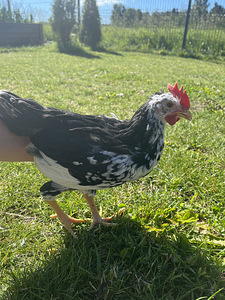 Ära anda ancona leghorn kukk (2 foto / 3)