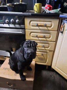 Shar Pei (1 foto / 6)