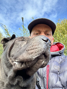 Shar Pei (5 foto / 6)