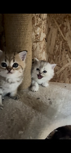 Британцы (2 фото из 7)