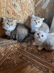 Британцы (7 фото из 7)