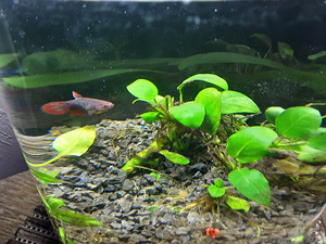 Miniakvaarium 3,4l kaladega (1 foto / 3)