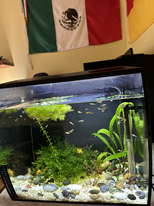 Akvaarium FLUVAL 57L (1 foto / 5)