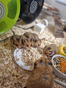 Сирийские хомяки