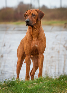 Rhodesian Ridgeback (7 foto / 8)
