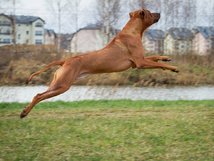 Rhodesian Ridgeback (8 foto / 8)
