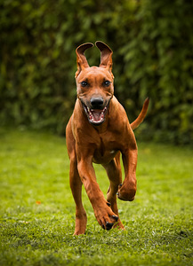 Rhodesian ridgeback (2 фото из 7)