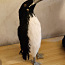 Dekoratiivne pingviin (foto #3)