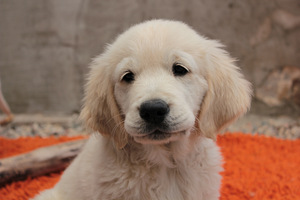 Golden Retriever Puppies (3 foto / 7)