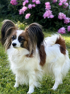 Papillon (2 foto / 5)