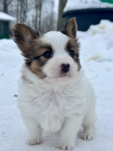 Papillon (1 foto / 5)