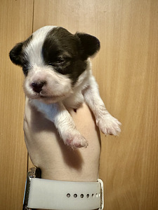 Papillon (5 foto / 5)