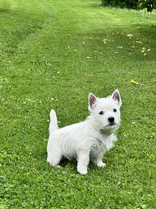 West highland white terrier
