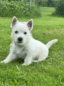 West highland white terrier (6 foto / 8)