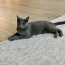 Продается русский голубой котенок (фото #2)