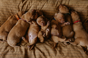 Vizsla / Ungari lühikarvalise linnukoera kutsikad (3 foto / 7)