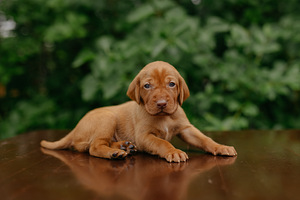 Vizsla / Ungari lühikarvalise linnukoera kutsikad (1 foto / 7)