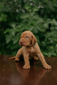 Vizsla / Ungari lühikarvalise linnukoera kutsikad (2 foto / 7)