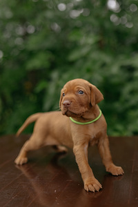 Vizsla / Ungari lühikarvalise linnukoera kutsikad (6 foto / 7)