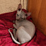 Котята Донского сфинкса (фото #1)