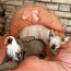 Kanādas sfinksu kaķēni (foto #3)