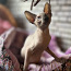 Kanādas sfinksu kaķēni (foto #2)