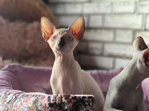 Kanādas sfinksa meitene (5 foto no 5)