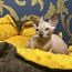 Sfinksu kaķēni - bambino (foto #1)