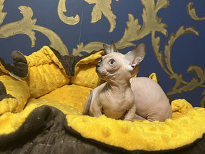 Sfinksu kaķēni - bambino (2 foto no 10)