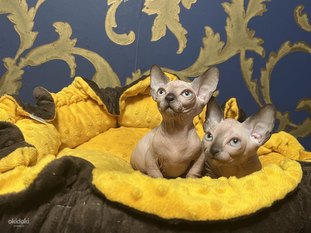 Sfinksu kaķēni - bambino (foto #8)