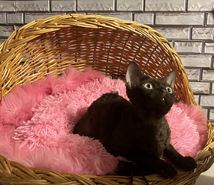 Meitene devon rex (2 foto no 10)