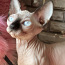 Bambino Kanādas sfinksu kaķēni (foto #4)