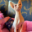 Sfinksas kaķēns (foto #3)