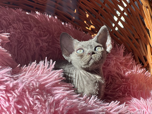 Devon Rex kaķēni (2 foto no 10)