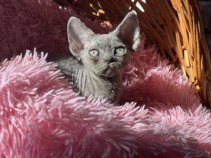 Devon Rex kaķēni (3 foto no 10)