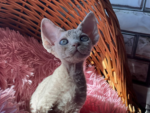 Devon Rex kaķēni (4 foto no 10)