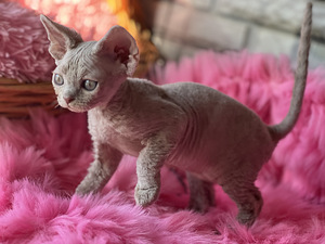 Devon Rex kaķēni (6 foto no 10)