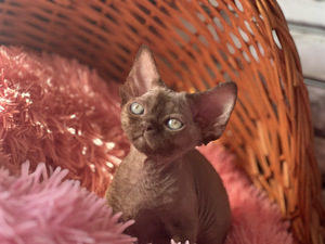 Devon Rex kaķēni (7 foto no 10)