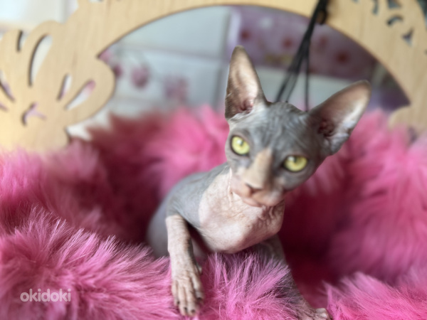 Девочка канадского сфинкса