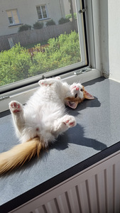 Munchkin/taks kass (6 foto / 10)