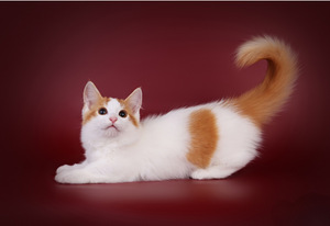 Munchkin / taks-kass (2 foto / 8)