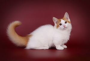 Munchkin / taks-kass (6 foto / 8)