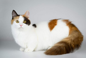 Munchkin / taks-kass (7 foto / 8)