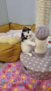 Munchkin Non Standart (2 foto / 4)