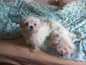Maltese kutsikad (8 foto / 8)