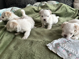 Maltese kutsikad (5 foto / 8)