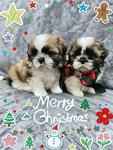Shih Tzu kutsikad (3 foto / 4)